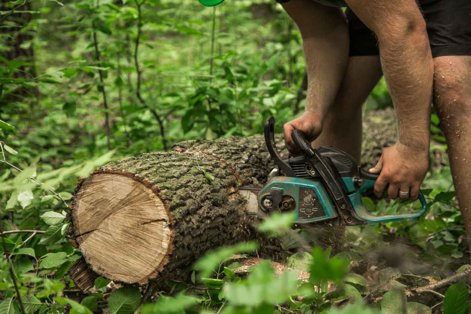 Best Tree Branch Trimming  in Northville, MI